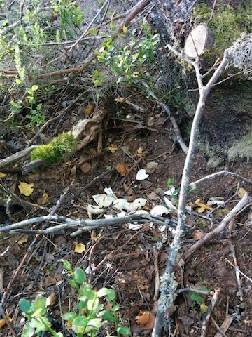 Huevos eclosionados en una zona tratada en Alto Sil (León)