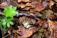 Urogallo cantábrico