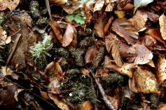 Urogallo cantábrico