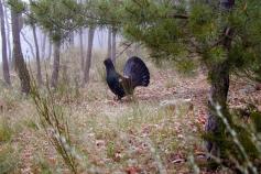 Urogallo cantábrico