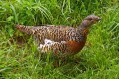 Urogallo cantábrico