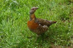 Urogallo cantábrico