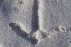 Huella de macho de urogallo cantábrico