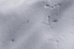 Urogallo cantábrico