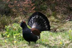 Macho de urogallo cantábrico. José Luis Benito/Esgerena