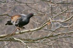 Urogallo cantábrico. Foto: María Fernández Díaz-Formentí