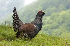 Urogallo cantábrico en celo. Foto: José Luis Rodríguez