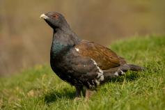 urogallo cantábrico. Foto: Juan Martín Simón