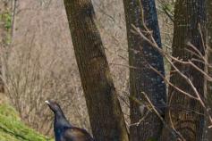 urogallo cantábrico. Foto: Juan Martín Simón