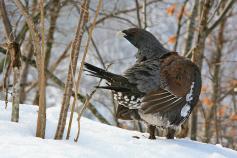 Urogallo cantábrico en la nieve. Foto: María Fernández Díaz-Formentí
