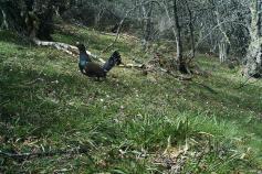 Urogallo cantábrico en abedular. Foto: Daniel Pinto. Fundación Patrimonio Natural de Castilla y León