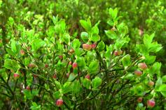 La clave para recuperar el urogallo está en el arándano