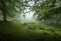 El LIFE+ Urogallo en Cantabria