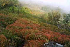 La exposición sobre el urogallo cantábrico recorre Cantabria