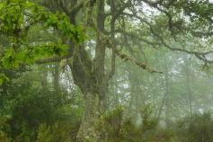 El LIFE+ Urogallo cantábrico promueve un nuevo proyecto de custodia del territorio en las Reservas de Biosfera de Redes y Muniellos