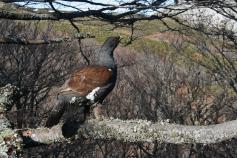 Urogallo cantábrico. Foto: José Luis Benito/Esgenera Urogallo cantábrico. Foto: José Luis Benito/Esgenera
