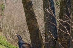 Urogallo cantábrico en Omañas