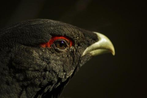 Urogallo cantábrico