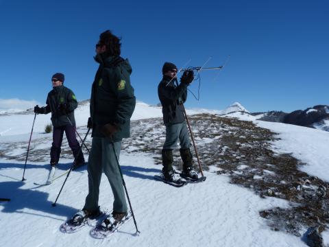 agentes medioambientales de la Junta de Castilla y León buscando uno de los dos ejemplares de urogallo cantábrico 