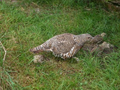Hembra de urogallo cantábrico con sus crías