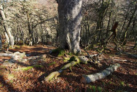 Anillamiento de hayas