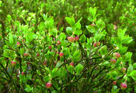 La clave para recuperar el urogallo está en el arándano