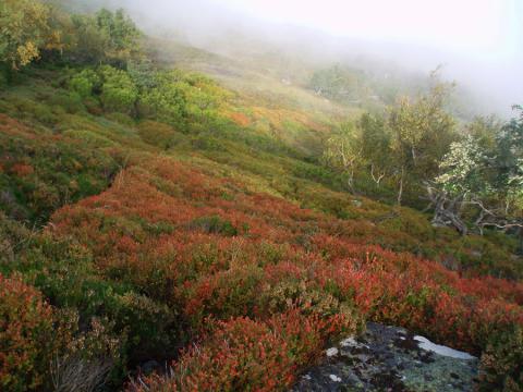 La exposición sobre el urogallo cantábrico recorre Cantabria