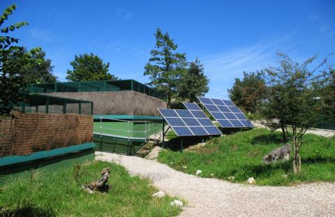 Nuevos pasos del programa de reforzamiento poblacional del urogallo cantábrico