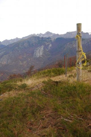 SEO/BirdLife concluye otra temporada de trabajos a favor del urogallo cantábrico en el PN de Picos de Europa