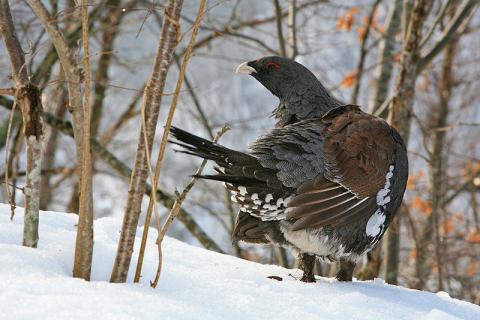 El LIFE+ Urogallo cantábrico promueve la custodia del territorio en la cordillera Cantábrica