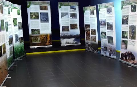 exposición del urogallo cantábrico en Navelgas, en Tineo (Asturias)