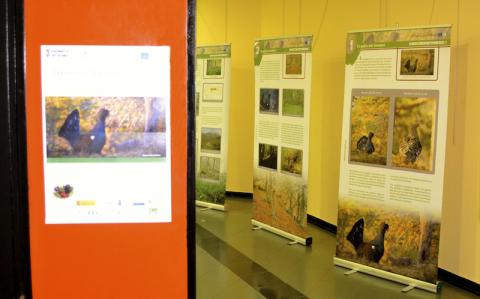 Exposición del urogallo cantábrico en San Juan de la Arena (Soto del Barco) Exposición del urogallo cantábrico en San Juan de la Arena (Soto del Barco)