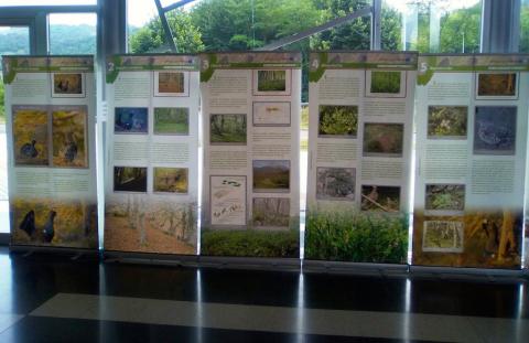 Exposición del proyecto LIFE+ Urogallo cantábrico en Benia de Onís (Asturias)