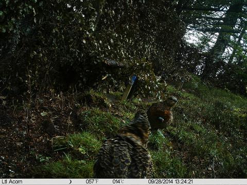 Hembras de urogallo cantábrico en el parque de presuelta en el Parque Regional de Picos de Europa @Servicio Territorial de Medio Ambiente de León