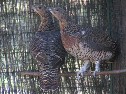 Las hembras de urogallo cantábrico liberadas en Alto Sil Las hembras de urogallo cantábrico liberadas en Alto Sil