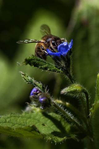 La apicultura, aliada del urogallo