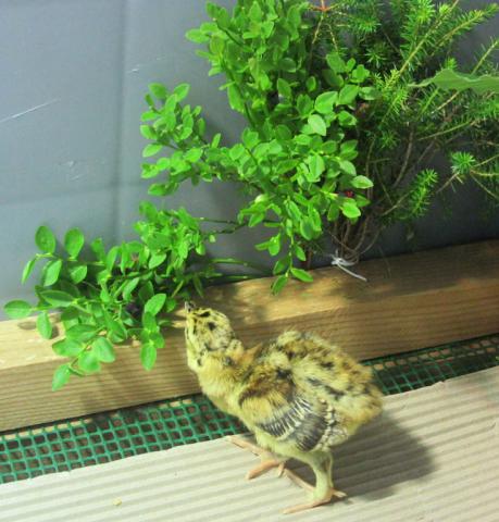 Urogallo cantábrico nacido en el centro de cría y reserva genética de Sobrescobio (Asturias)