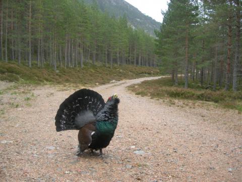 Urogallo en la Strathspey National Forest (Escocia). Fuente: Forestry Commision Scotland