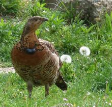 hembra radiomarcada hembra radiomarcada