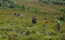 Voluntarios señalizan vallados peligrosos para el urogallo cantábrico Voluntarios señalizan vallados peligrosos para el urogallo cantábrico