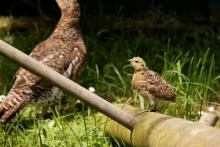 Centro de cría y reserva