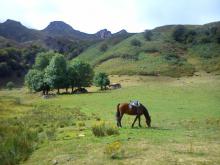 Usos tradicionales Usos tradicionales